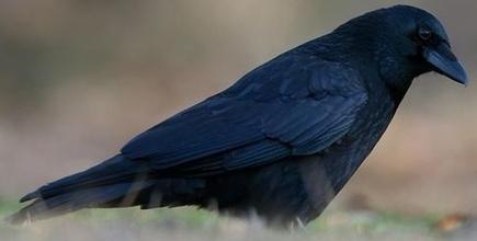 Vrána černá, Zdroj: wikipedia