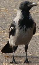 Vrána šedá, Zdroj: wikipedia
